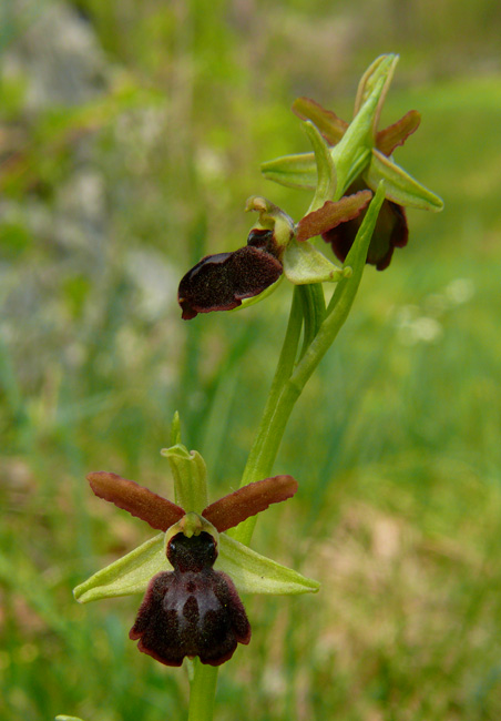 Ophrys sphegodes - variabilit